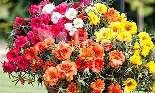 鹿胎胶囊是正规药品吗-力胜牌鹿胎胶囊多少钱一合,中国力胜牌鹿胎胶囊多少钱网站