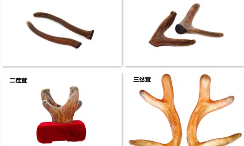 鹿胎胶囊十大品牌-鹿胎胶囊是正规药品吗-力胜牌鹿胎胶囊多少钱一合,中国力胜牌鹿胎胶囊多少钱网站